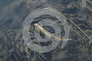 Fishing background of caught chub fish trophy in water