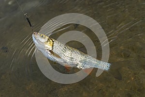 Fishing background of caught chub fish trophy in water