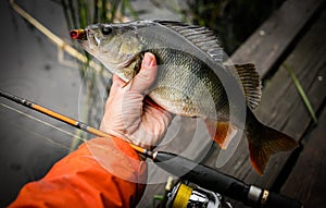 Fishing background. Trophy perch and spinning rod.