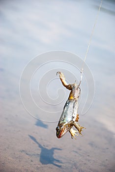 Fishing. Bait for cat-fish - frog on hook on the river