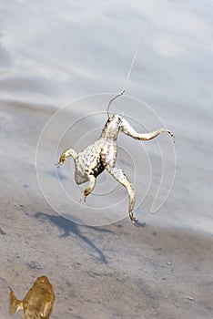 Fishing. Bait for cat-fish - frog on hook on the river