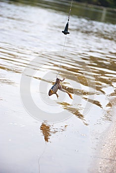 Fishing. Bait for cat-fish - frog on hook on the river