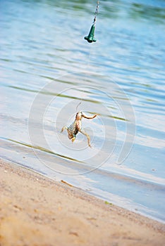 Fishing. Bait for cat-fish - frog on hook on the river