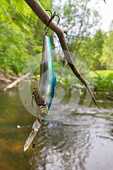 Fishing bait caught on a tree