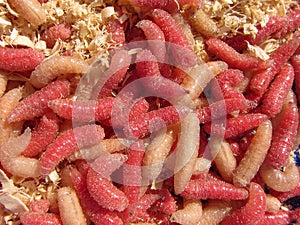 Fishing bait, multi-colored red and common yellow white maggot. Live flesh fly Sarcophagidae larva Sarcophaga bercaea macro