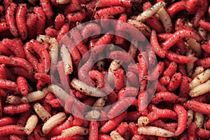Fishing bait red and white Maggots