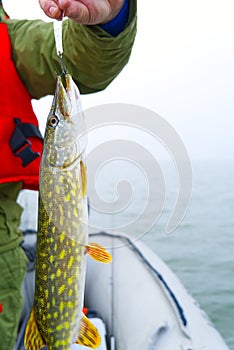 Fishing at baltic sea. Fisherman catches pike. pike caught pike lure. Fisherman holds a caught pike