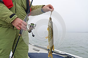 Fishing at baltic sea. Fisherman catches pike. pike caught pike lure. Fisherman holds a caught pike