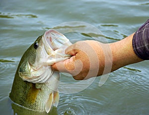 Fishing for bass