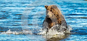 Fishing Bear