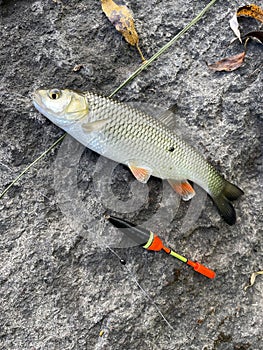 Fishing big chub in the small river