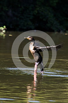 a fishing bird drying its wings