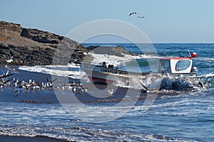 Fishing Boat Coming Ashore with the Catch