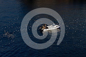 fishing boat dumping offal and being swarmed by hungry seagulls