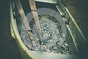 Fishing boat full of anchovy