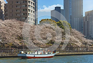 Fishing boat sailing along the cherry blossoms trees of the Tsukuda Park.