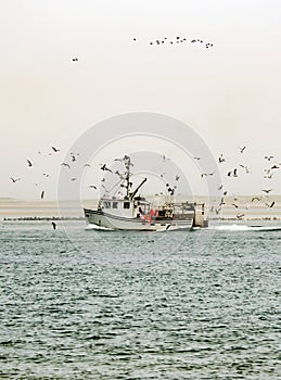 Fishing boat surrounded by hungry seagulls