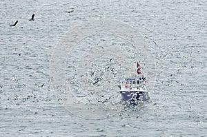 Fishing boat surrounded by sea gulls in Lofoten Archipelago, Norway, Europe