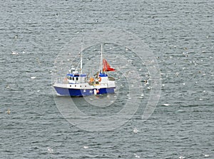 Fishing boat surrounded by sea gulls in Lofoten Archipelago, Norway, Europe