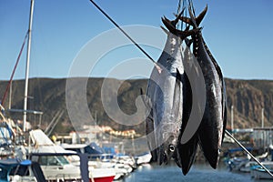 Fishing boat unloading tuna