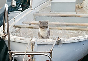 Fishing boats and big cat