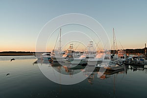 Fishing boats at dock at sunset with seagull flying by