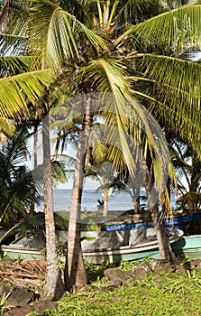 Fishing boats palm tree Caribbean Sea Big Corn Island Nicaragu