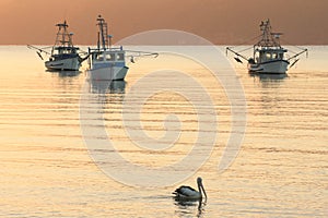 Fishing boats and pelican at sunrise in Australian bay