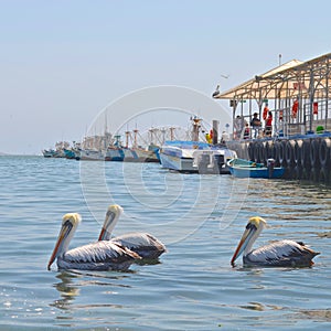Fishing boats and Pelicans in Paracas harbour. Ica, Peru