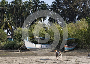 Fishing boats and running dogs on the sandy shore near the village in the jungles of India