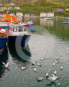 Fishing boats and seagulls, Isle of Skye.