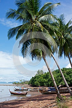 Fishing boats under palmtrees