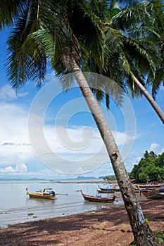 Fishing boats under palmtrees photo