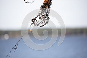 Fishing Bobber Caught in Tree