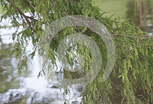 Fishing Bobber Caught in Tree