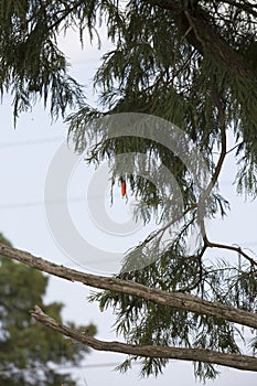 Fishing Bobber Caught in Tree