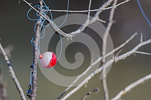 Fishing Bobber Entangled in the Dried Tree Branches