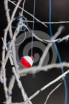 Fishing Bobber Entangled in the Dried Tree Branches