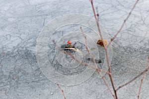 Fishing bobber stuck in ice of lake