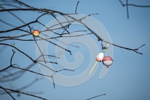 Fishing Bobbers Caught In A Tree