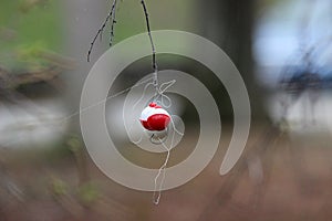 Fishing Bobbers caught in a tree