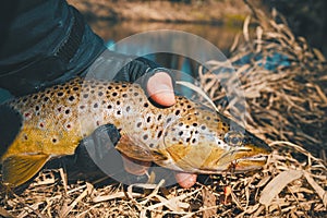Fishing, brown trout