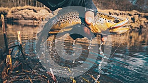 Fishing, brown trout