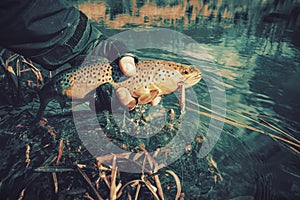 Fishing, brown trout