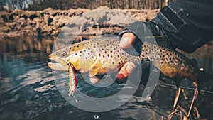 Fishing, brown trout