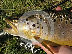 Fishing - brown trout