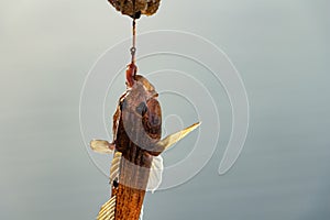 fishing, bull fish on a hook on a fishing rod