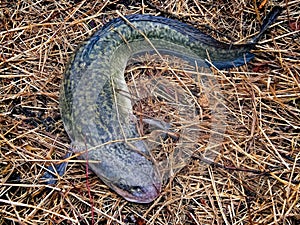 Fishing on burbot. Caught burbot. Burbot is a fish of northern r