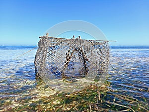 fishing cage in turquoise water of the caribbean sea under blue tropical sky. Cage fishing and low tide in the French Antilles