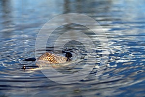 Fishing for carp on a cork float rod